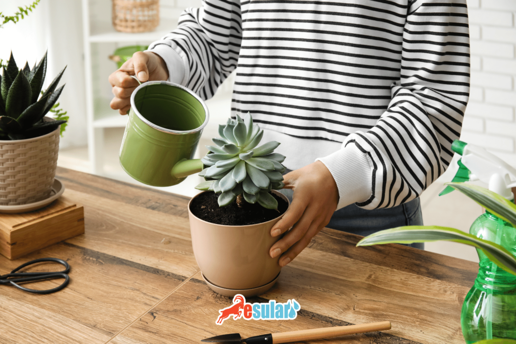 sukulent-sulanmasi