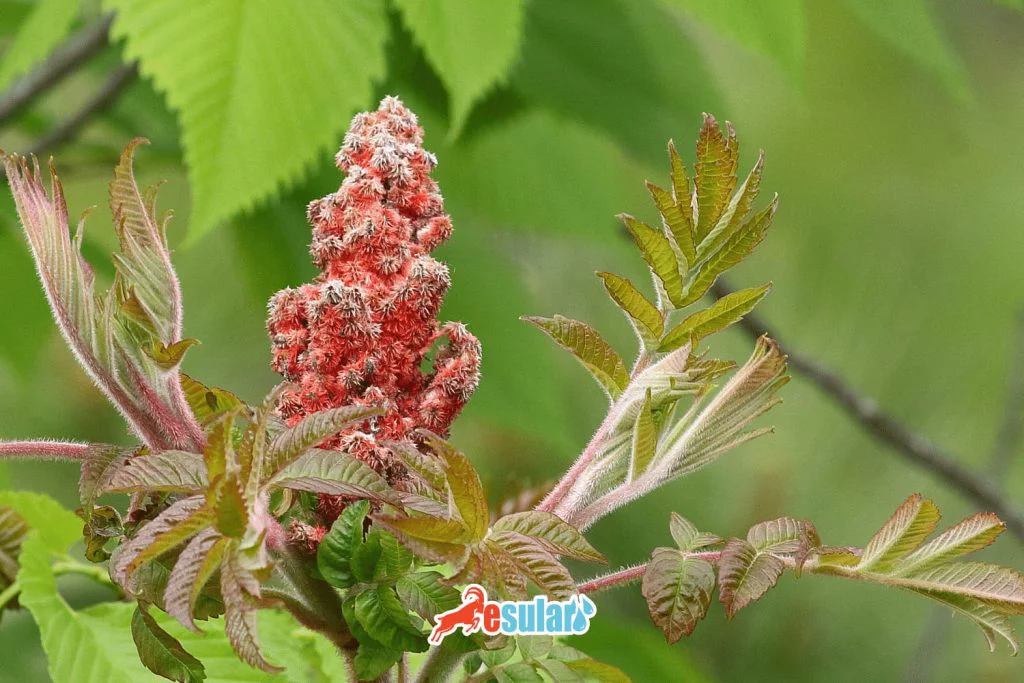 sumak-nerede-yetisir