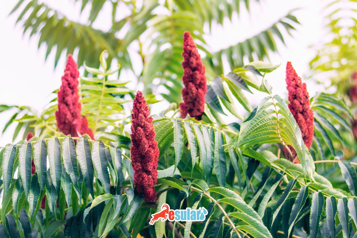 How to Grow Sumac?