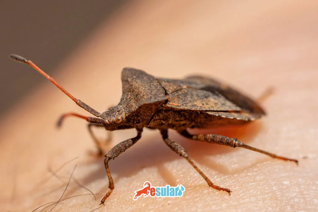 Sunn pest life cycle