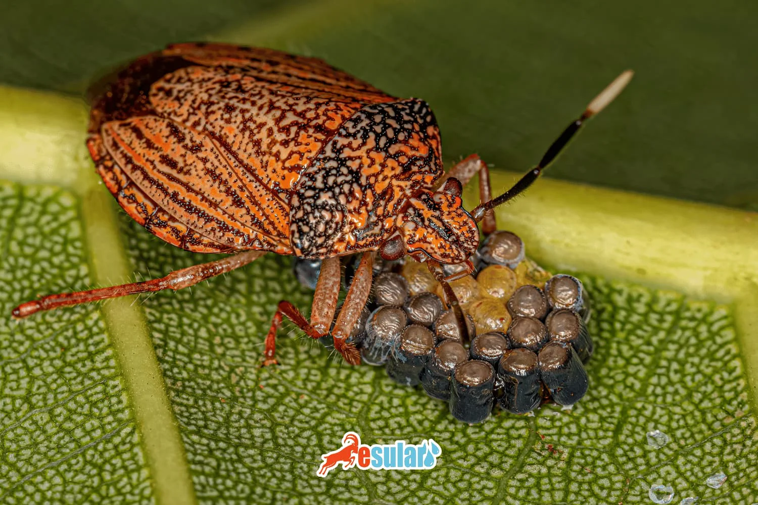 Sunn pest larva - nymph stage