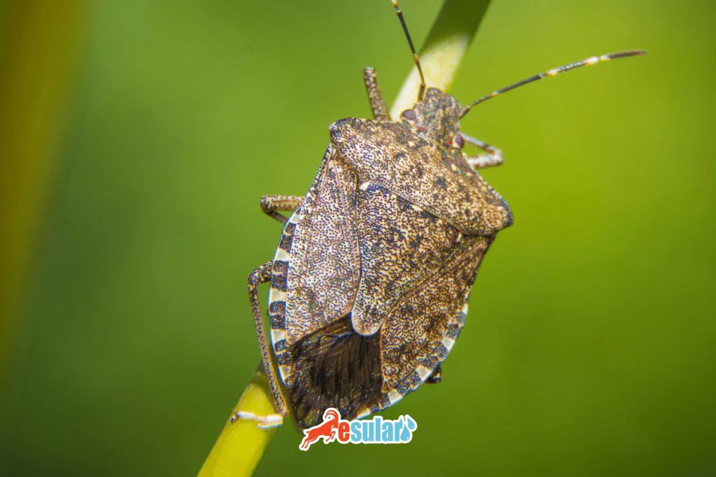 Sunn pest damage and control