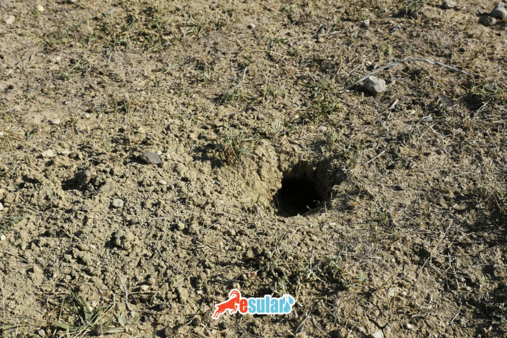 field-mouse-holes