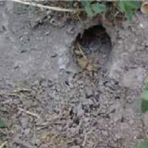 field-mouse-defecation-hole