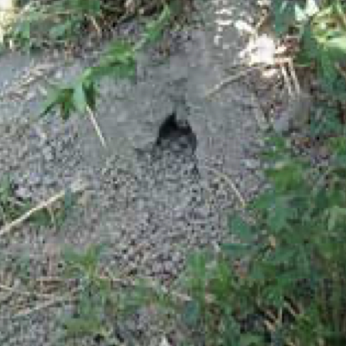 field-mouse-excavation-hole