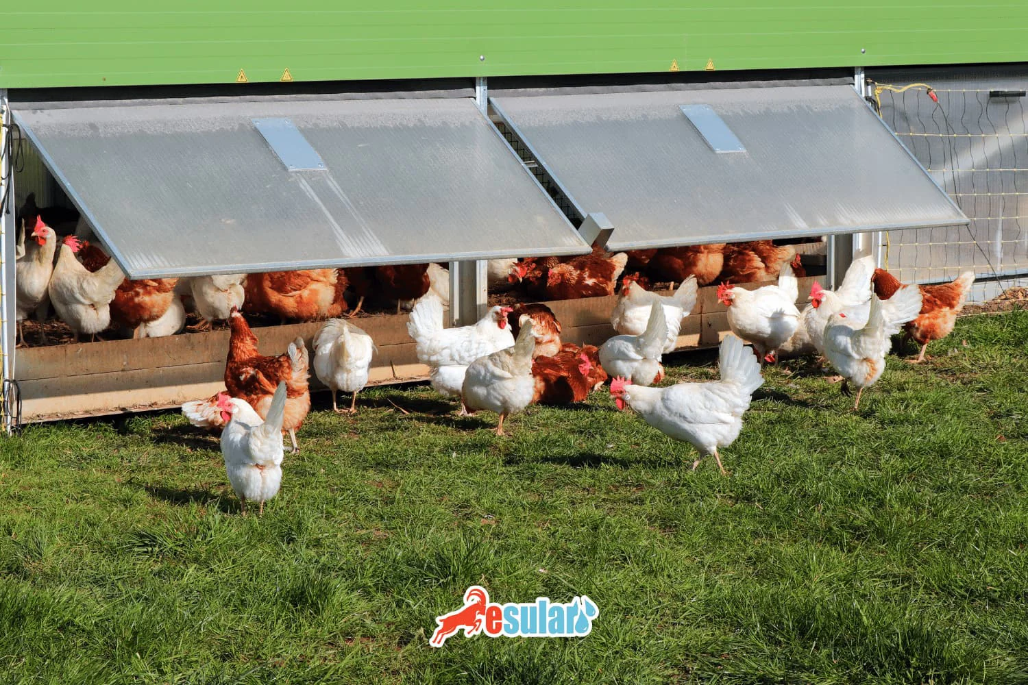 如何建立养鸡场？