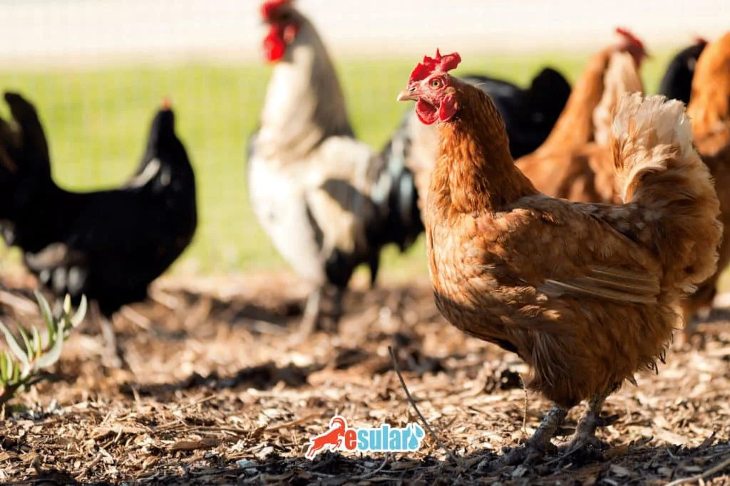 tavuk-ciftligi-maliyeti