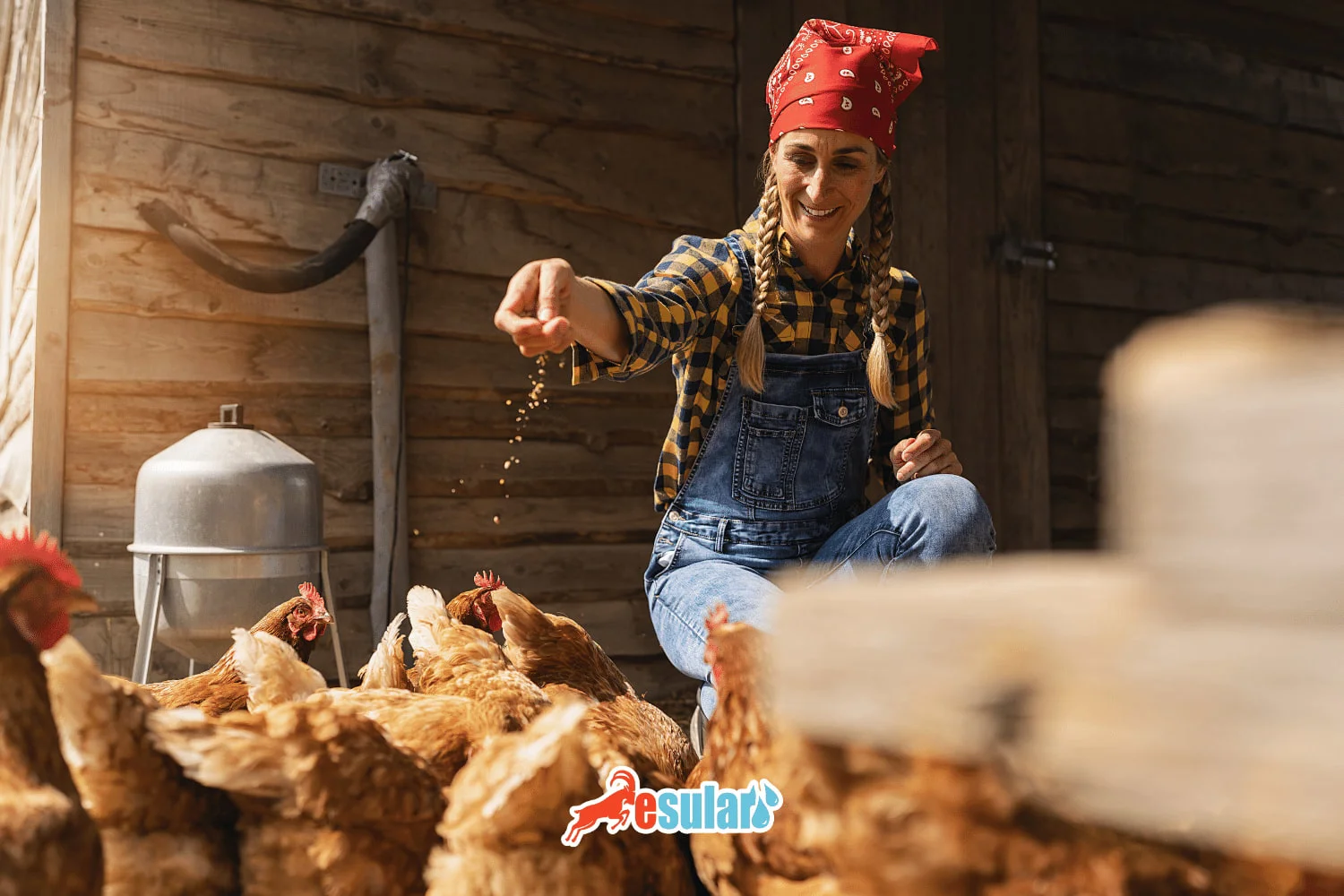 什么是鸡饲料？鸡饲料种类