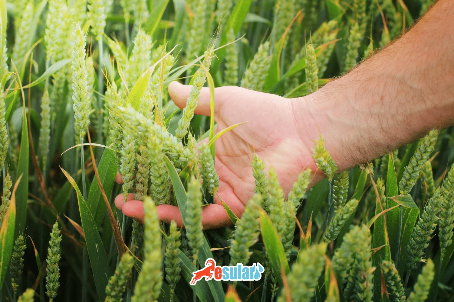 什么是种子育种？