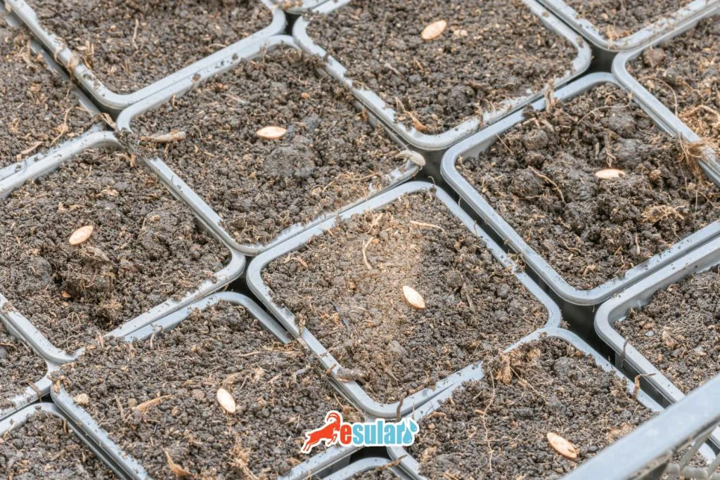 种子育种的原因