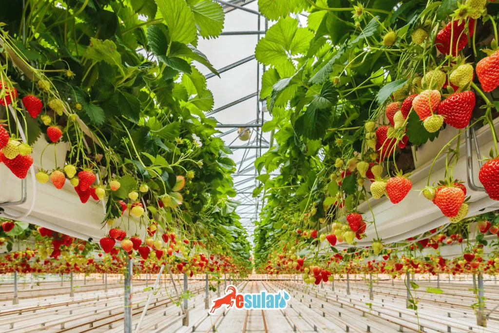 soilless-strawberry-greenhouse