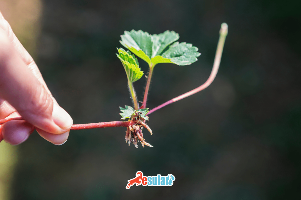 soilless strawberry cultivation