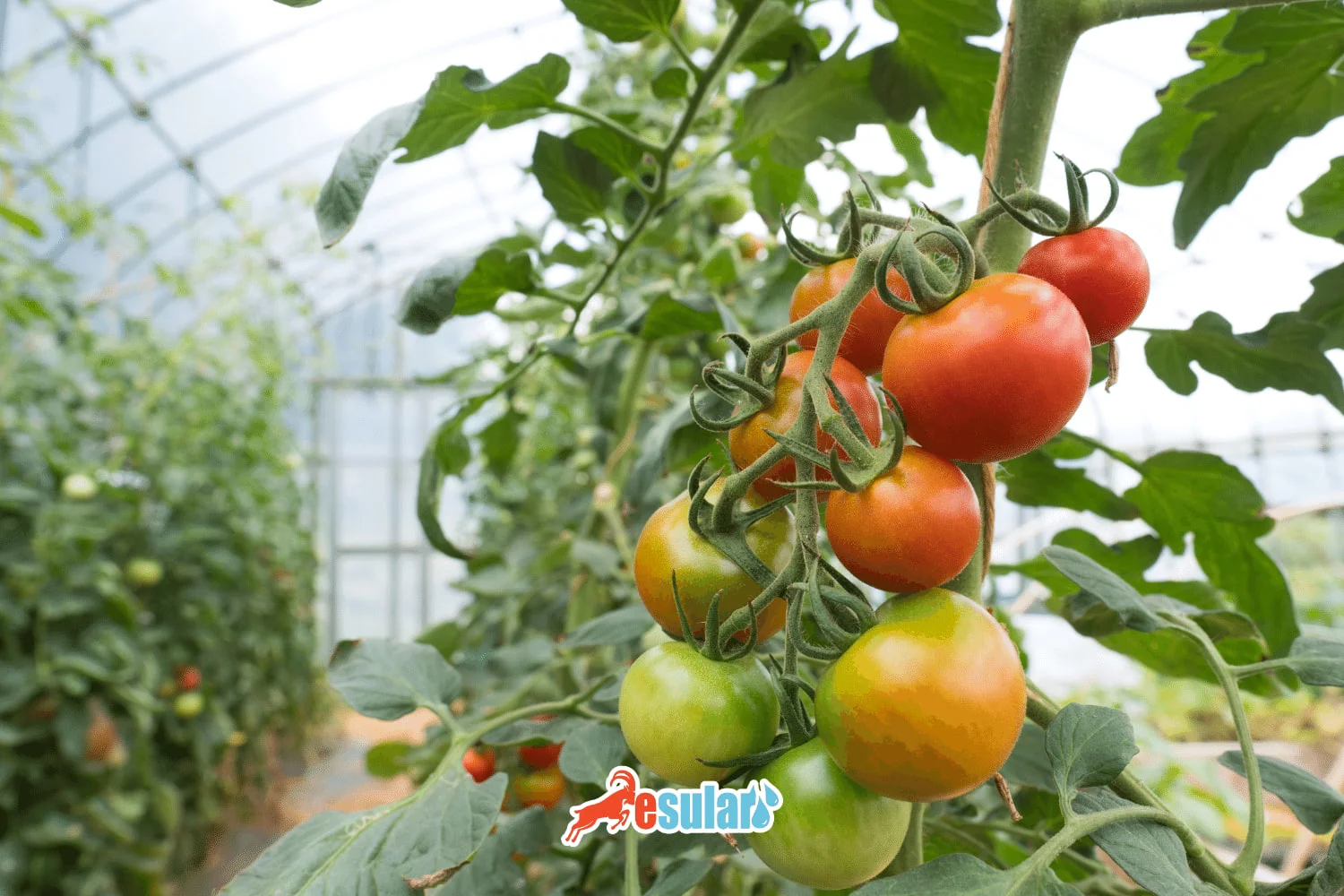 Soilless tomato greenhouse
