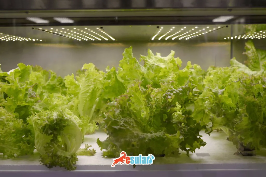 Soilless lettuce growing
