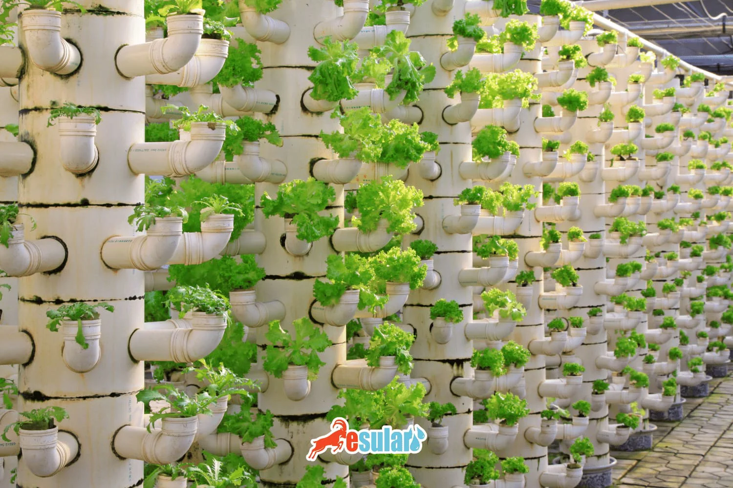 Soilless Lettuce Cultivation