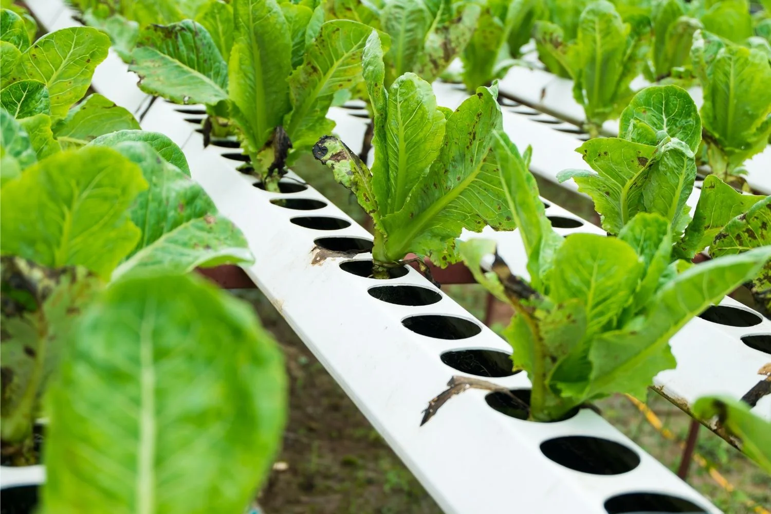 Soilless Farming Arugula Cultivation