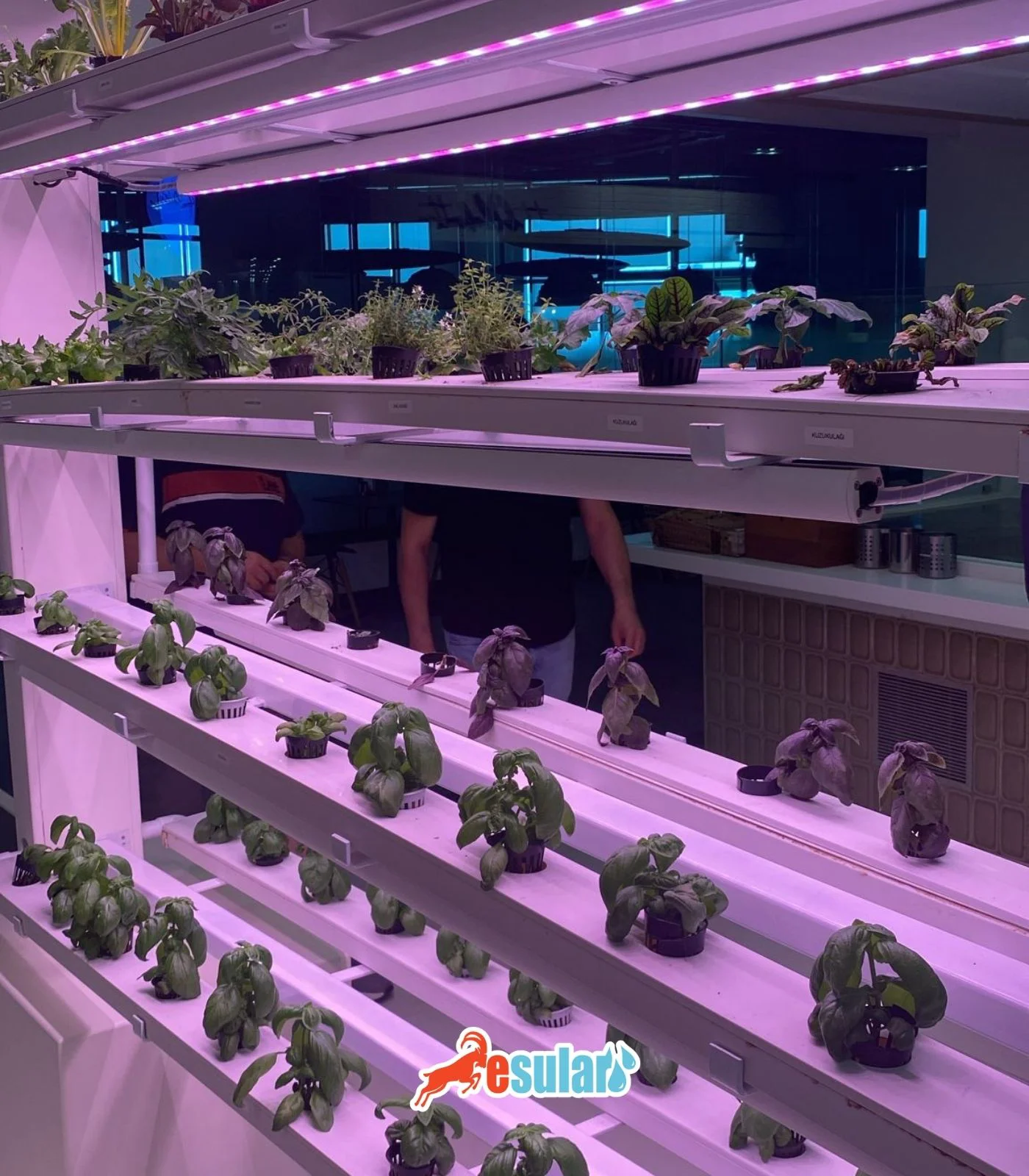 Soilless farming greenhouse system