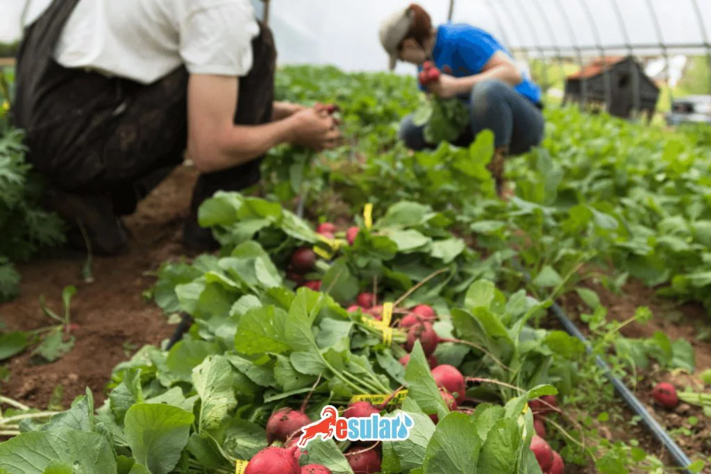 turp-yetistiriciligi-nasil-yapilir