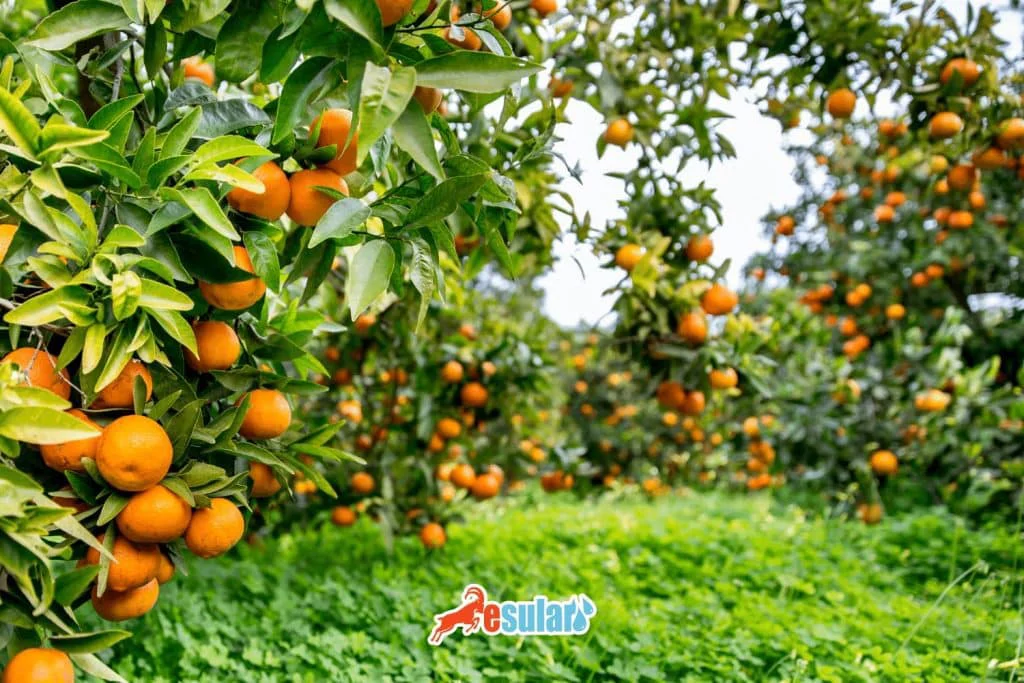 turuncgiller-nerede-yetisir