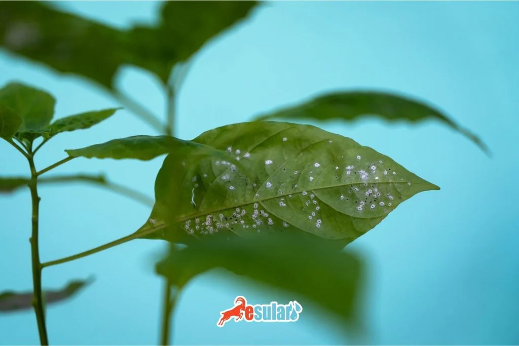 turuncgillerde-beyazsinek