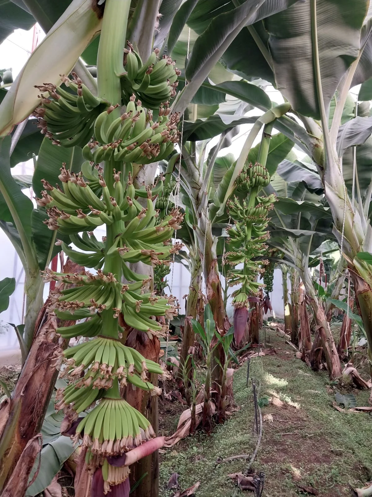 Banana Greenhouse, Automatic Window Tasks, Remote Greenhouse Control