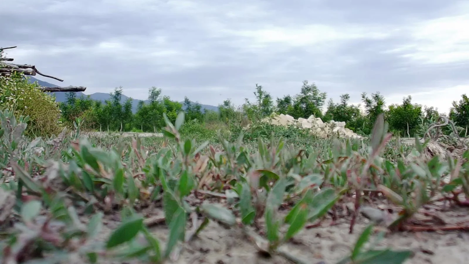 Azerbaijan Walnut and Almond 600 Decare Smart Irrigation Systems