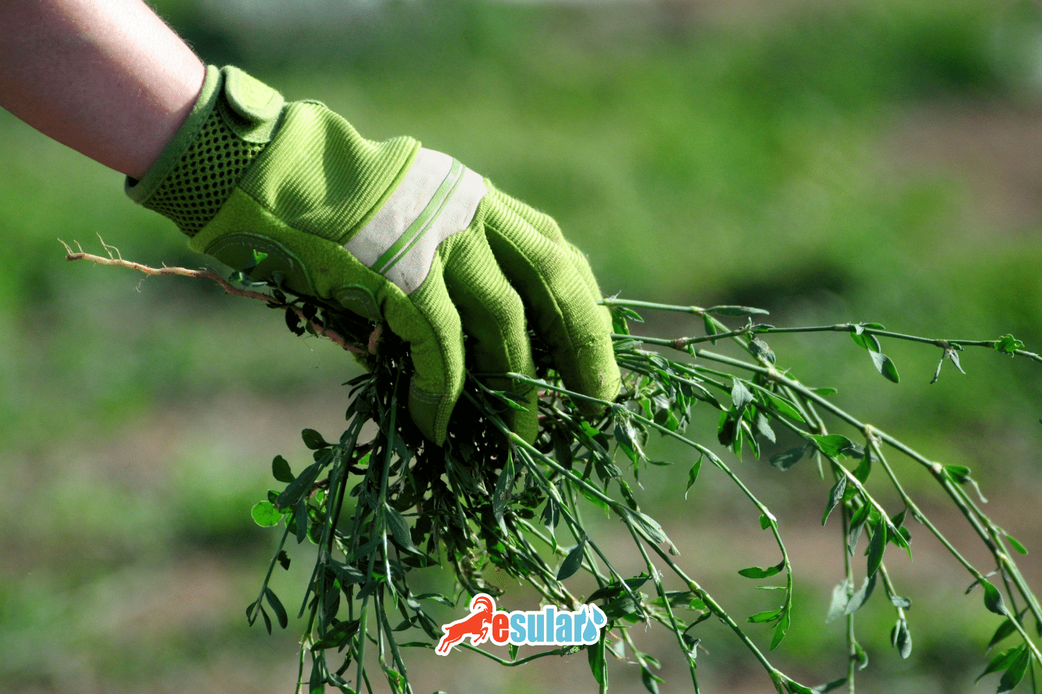 How to Control Weeds?