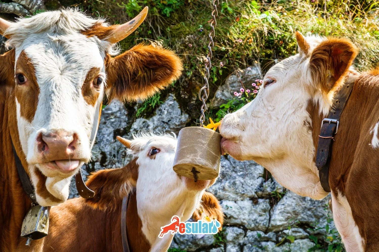 为什么给动物喂盐？