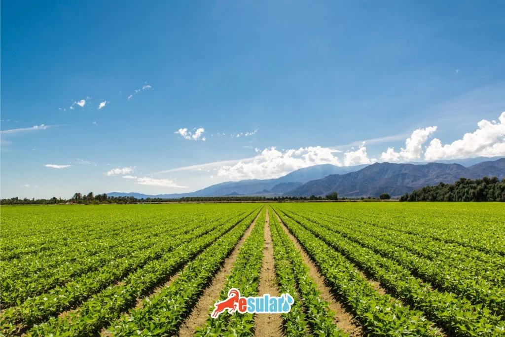 peanut-water-consumption
