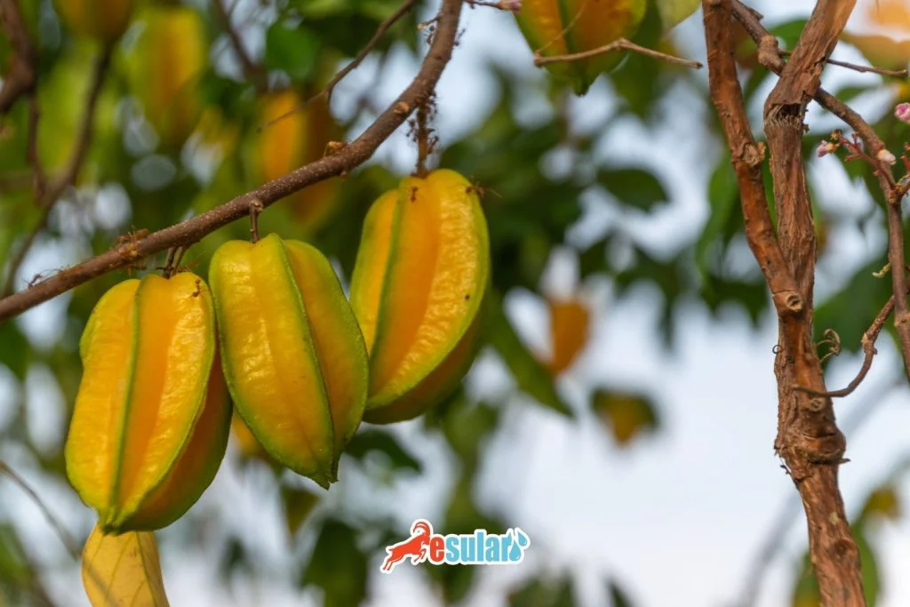 yildiz-meyvesi-sulama