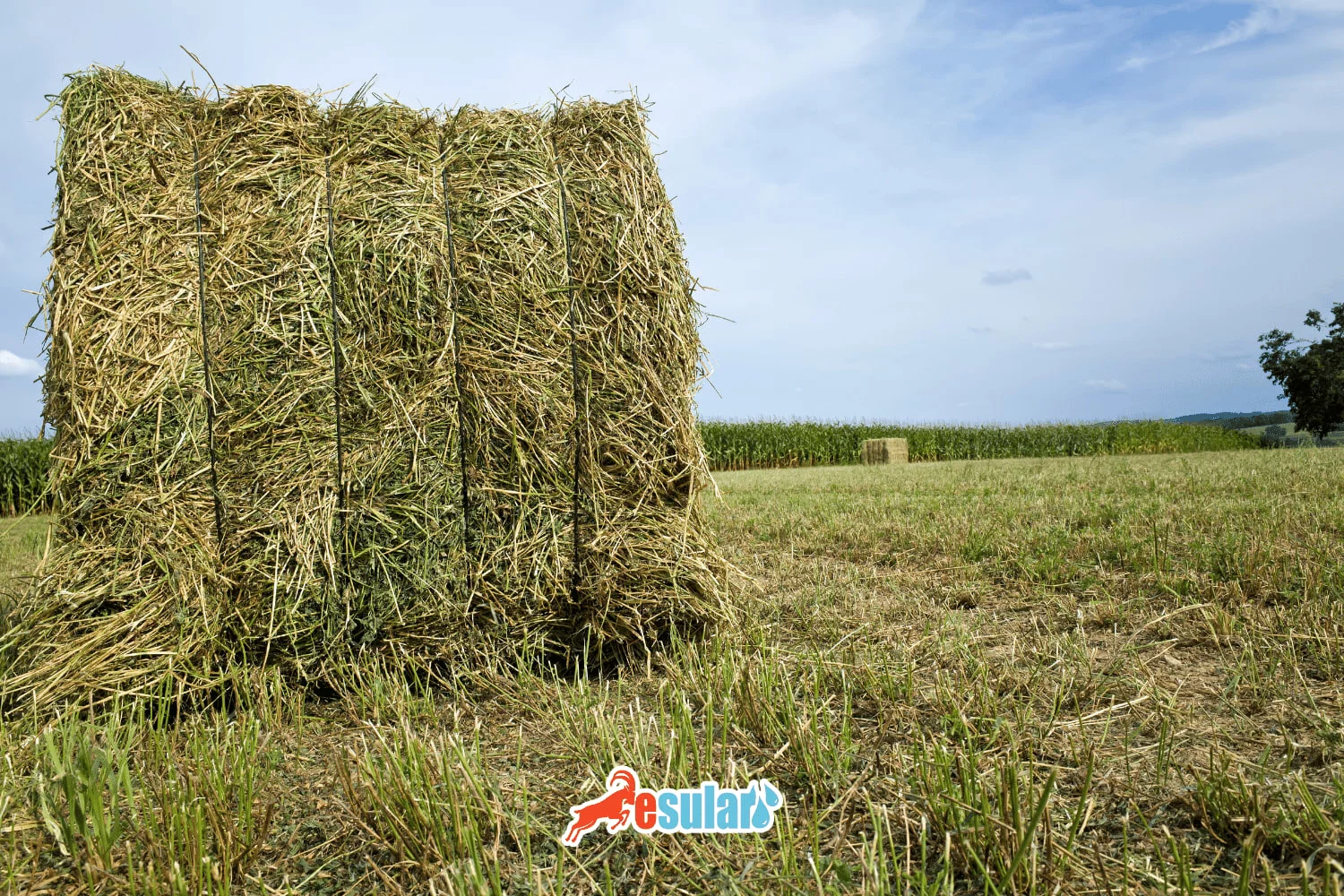 Increase Forage Yield with Smart Irrigation Systems in Alfalfa