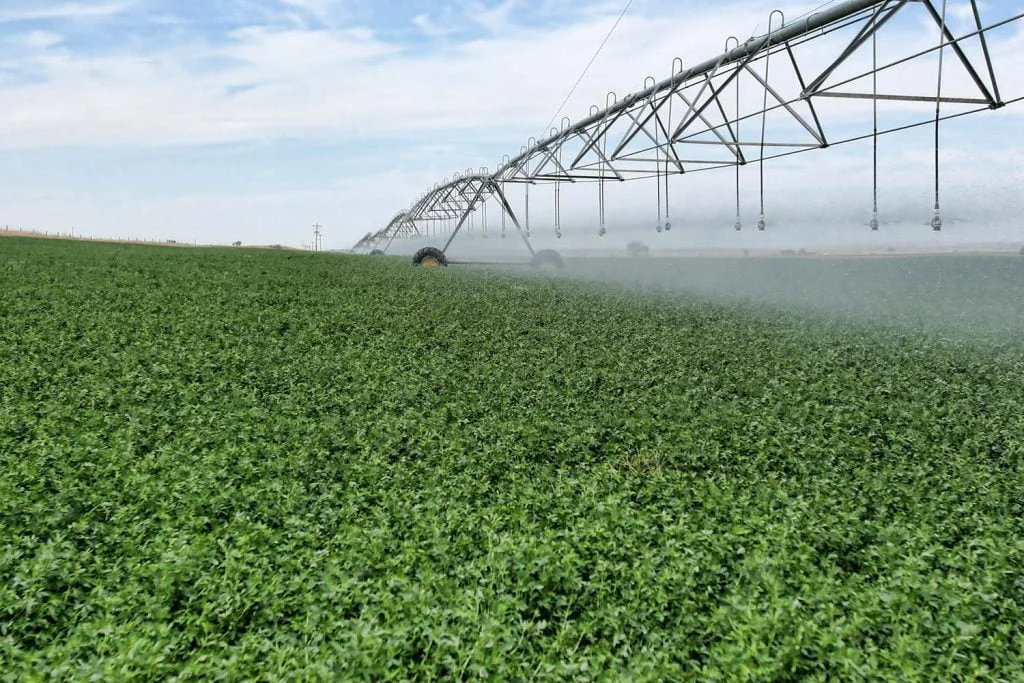 alfalfa irrigation