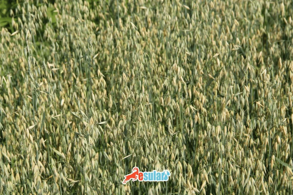 yulaf-yetistiriciligi