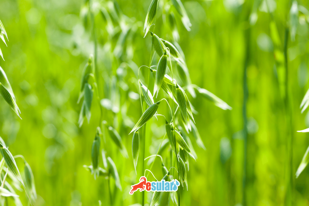 yulaf-yetistiriciligi