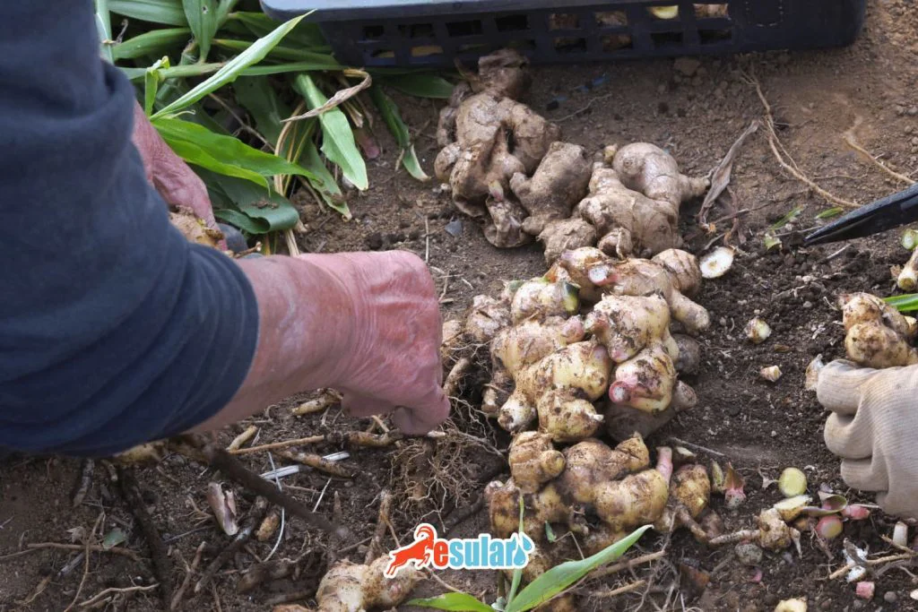 where-does-ginger-grow