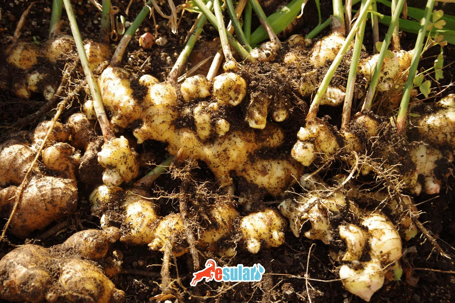 How is Ginger Cultivation Done?