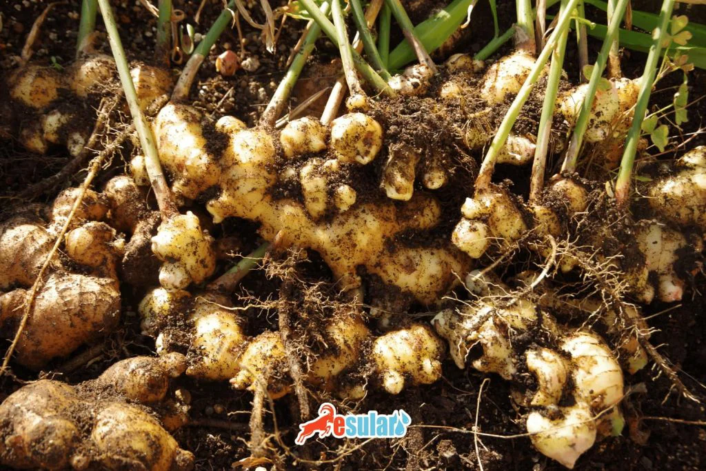 how-is-ginger-cultivation-done