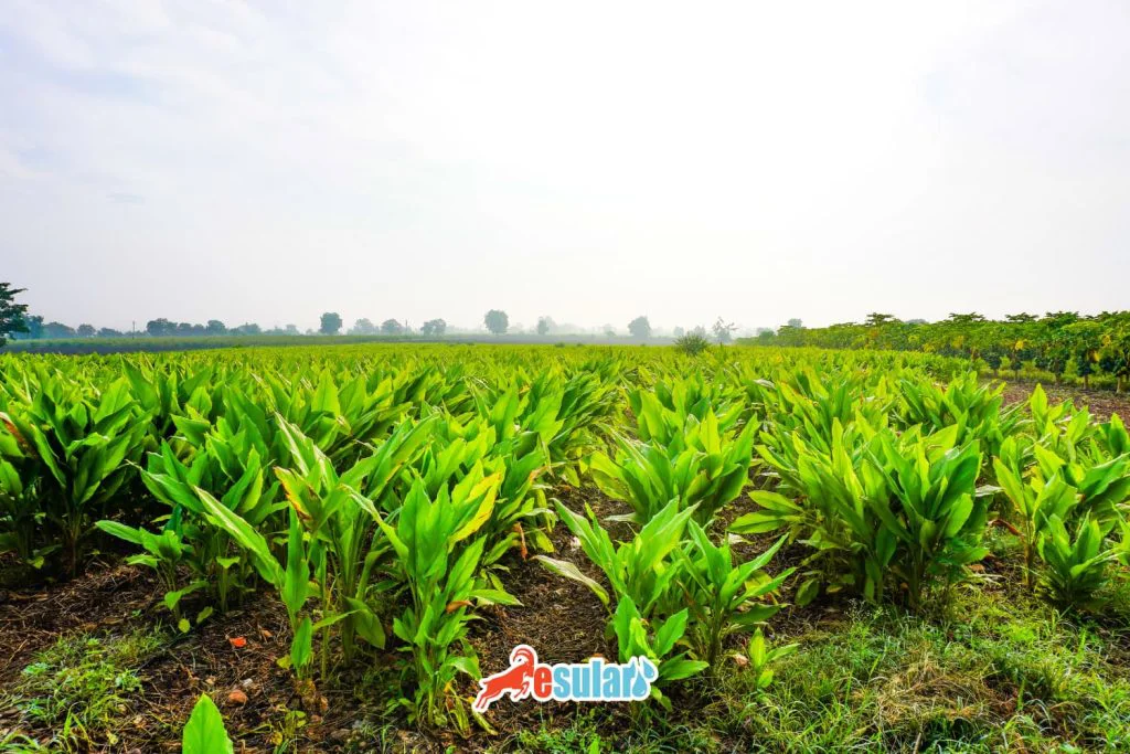 zerdacal-yetistiriciligi