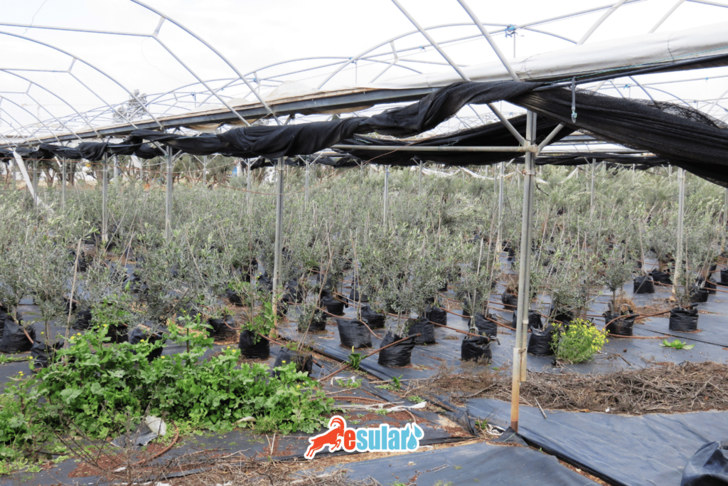 zeytin-dikimi-nasil-olmali