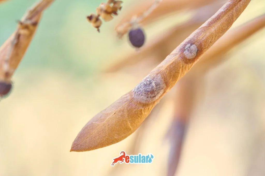 zeytin-halkali-leke-hastaligi