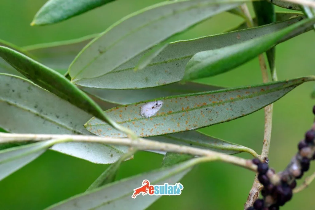 zeytin-kara-kosnili-nedir