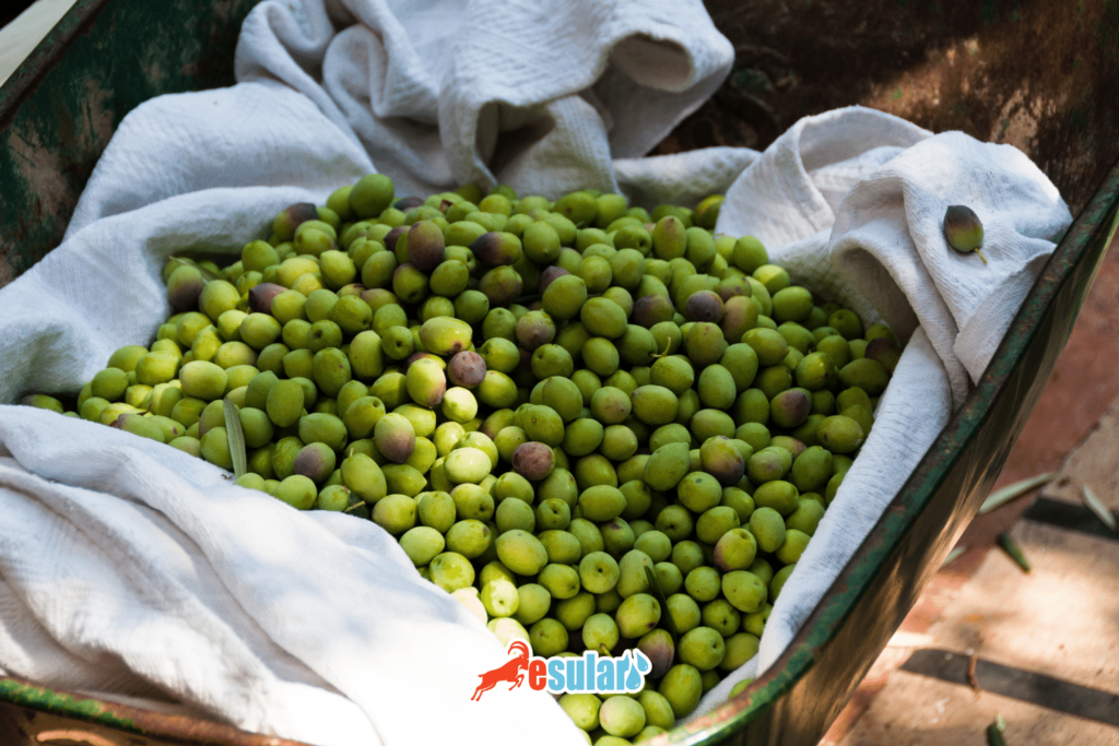 zeytin-yetistirme-kosullari-nelerdir